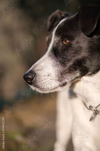 Profile Portrait of a Black and White Hunting Dog looking Left