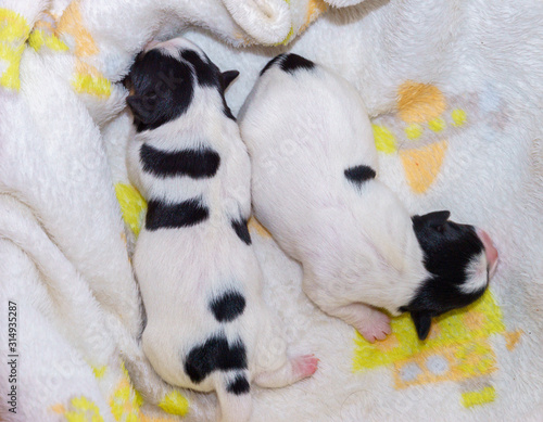 Dog puppies Jack Russell terrier right after birth. Small dogs. © Rajtar photography