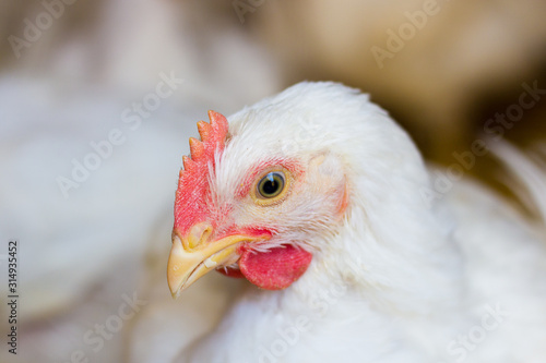 beautiful white chicken on a rural farm