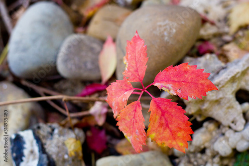 red autumn leaf of wild grapes on a background of stones