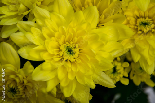 Bunch of pretty yellow chrisantemum in a flowershop  close-up  blooming bouquet for 8 march  mother s day  women s day  valentine s day