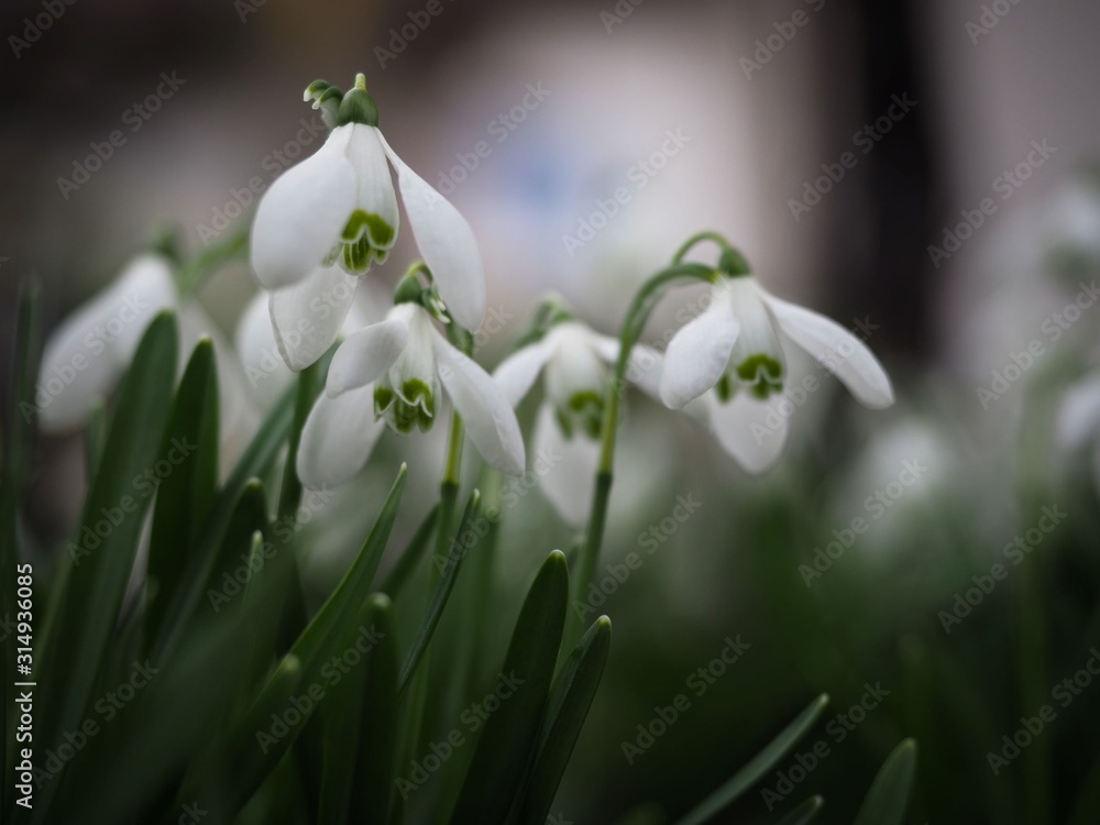 Obraz premium perce-neige