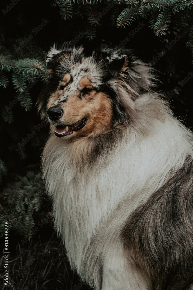 Portrait of a collie dog breed