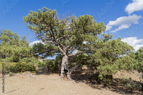 Relic tree juniper