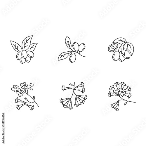 Brazilian flora pixel perfect linear icons set. Miracle fruit. Ipe tree. Plumeria and jojoba. South american plant. Botany. Tropical blossom. Isolated vector outline illustrations. Editable stroke