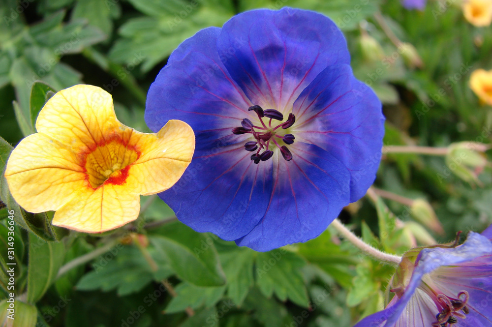 Obraz premium Purple Geranium