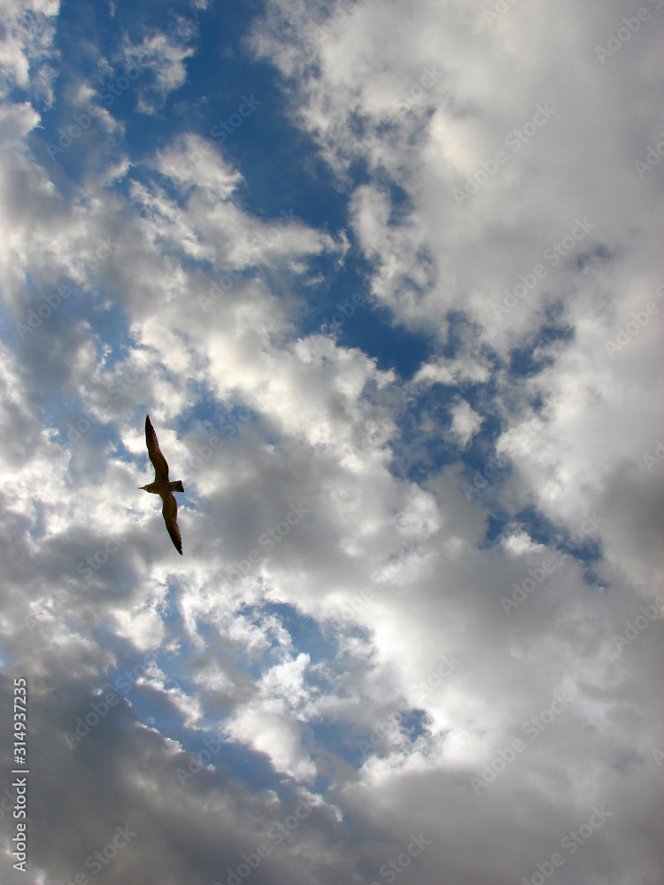 Fototapeta premium Soaring Gull