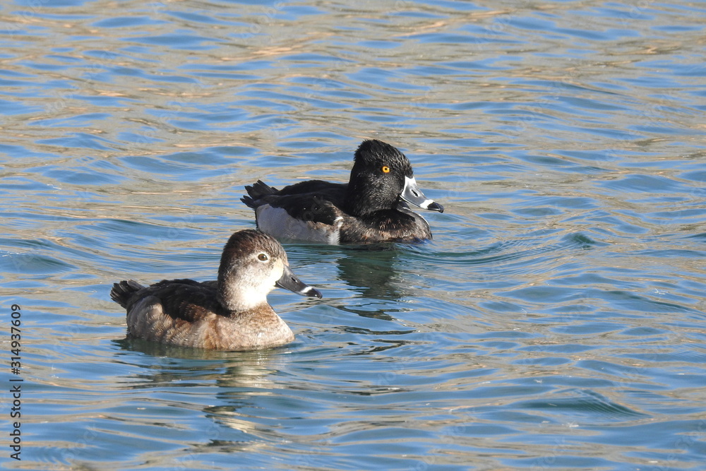 Fototapeta premium A pair of ring-necked ducks, male and female, swimming in a lagoon in Dead Horse Ranch State Park, Cottonwood, Arizona.