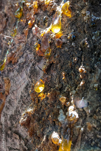 Old tree trunk close up with amber tar drops
