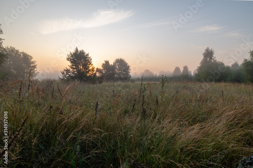 Wallpaper Mural Morning in the field. Dawn of the sun in the field. Morning fog. Torontodigital.ca