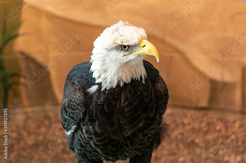 Closeup of Bald Eagle