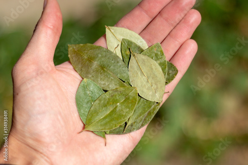 Coca leaves