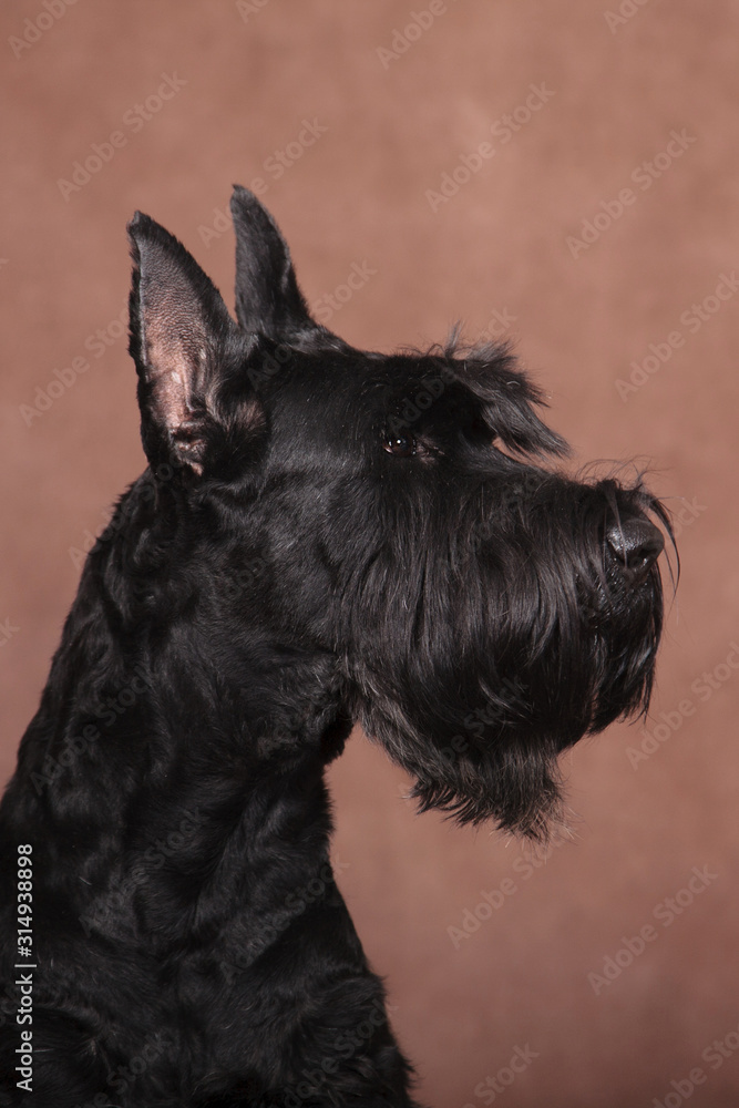 Giant Schnauzer profile portrait on brown background