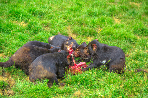 Photography Group of Tasmanian Devils, Sarcophilus harrisii, tear down a carcass of dead animal with ferocity and aggravation in nature