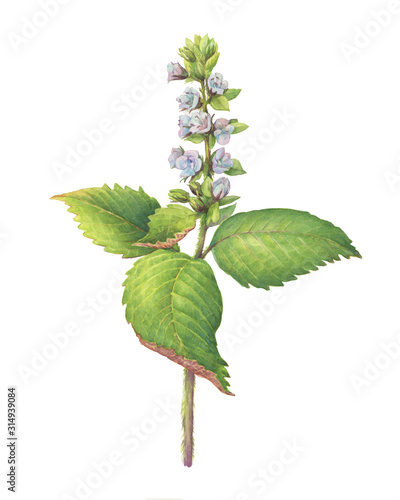 Blue flower and green leaves Perilla frutescens (also known as Korean perilla, Shiso, Chinese basil, blueweed, silam). Watercolor hand drawn painting illustration isolated on white background.