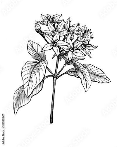 Сloseup of flower Pentas lanceolata (known as Egyptian starcluster) with leaves. Black and white outline illustration hand drawn work isolated on white. photo