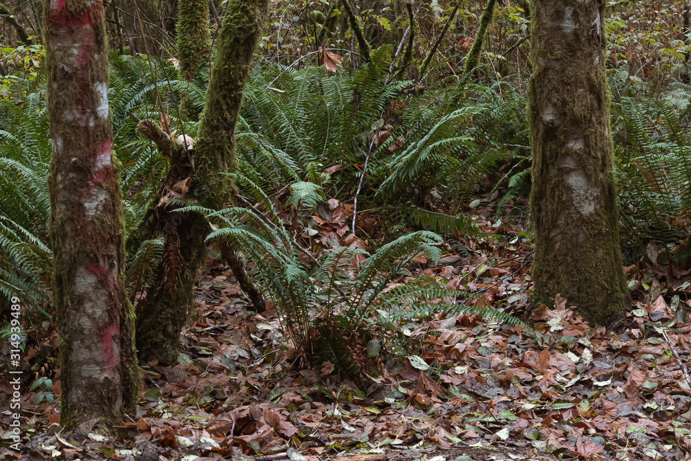 Obraz premium moss covered tree trunks with green ferns and dry leaves