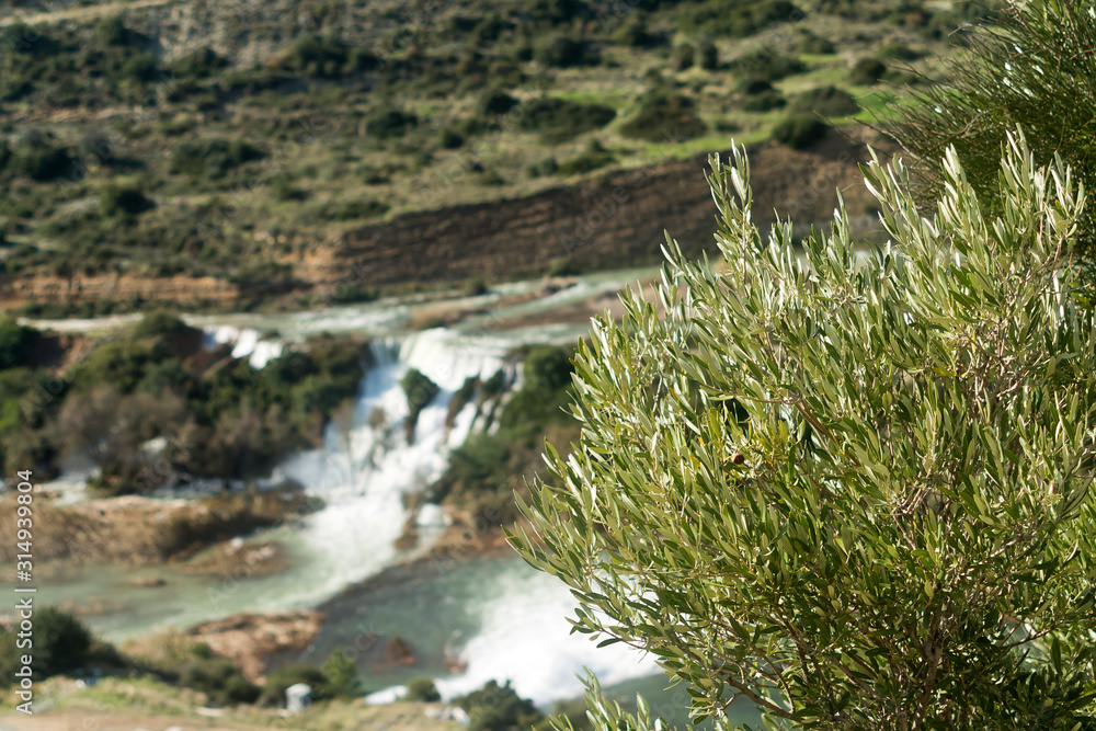 Bush on top of a hill 