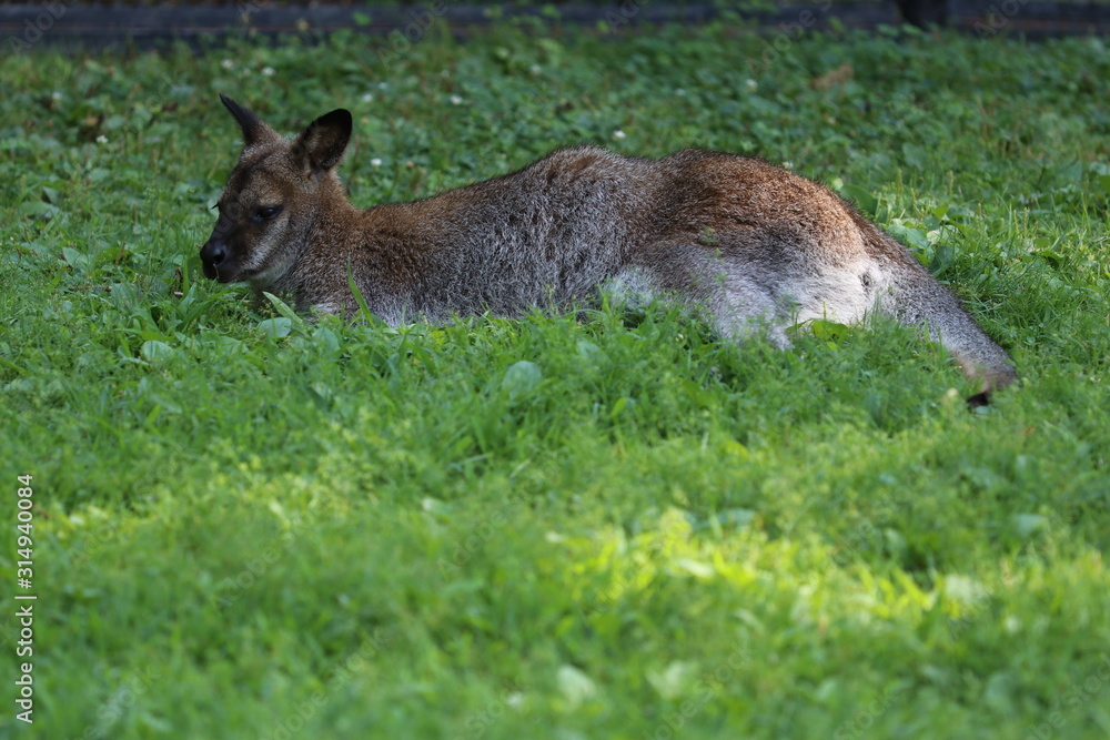 Fototapeta premium Young kangaroo on the grass