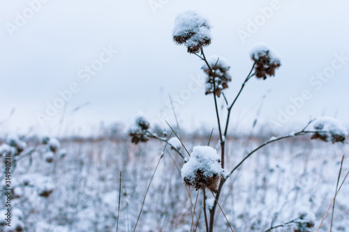Plants in the winter