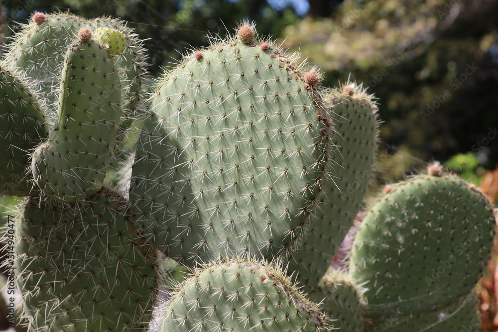 Cactus on the garden Cactus on the garden