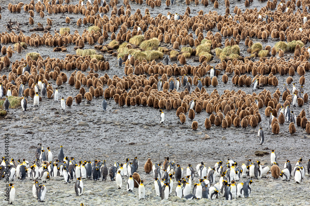 Obraz premium Colony of young and adult King Penguins, South Georgia 