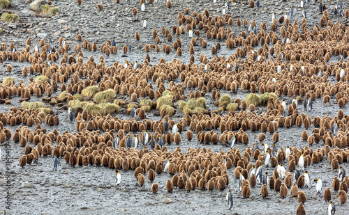 Colony of young and adult King Penguins, South Georgia 