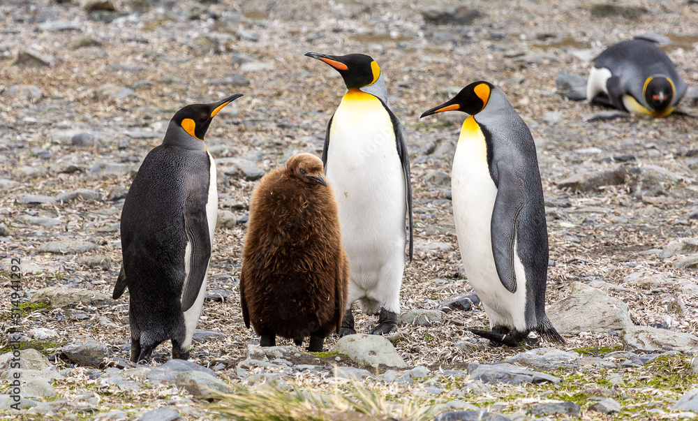 Fototapeta premium Group of King Penguins, South Georgia 