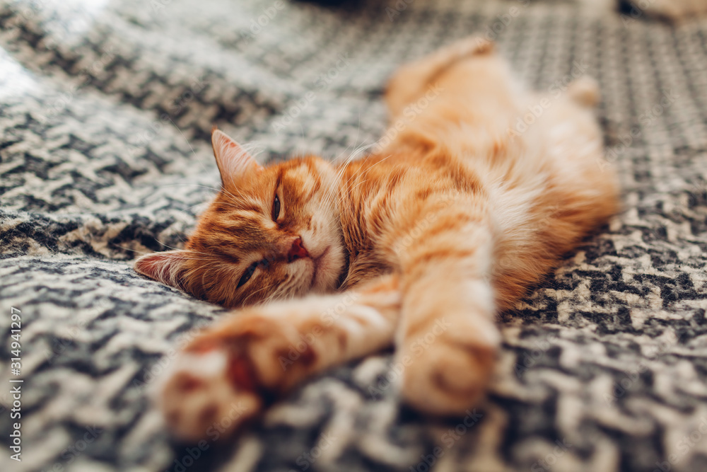 Ginger cat sleeping on couch in living room lying on blanket. Pet having nap at home - obrazy, fototapety, plakaty 