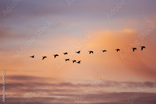 Skein of Geese in Flight 