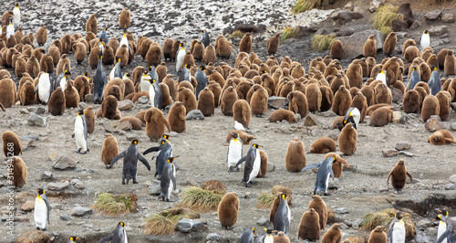 Colony of young and adult King Penguins, South Georgia  © Bruce