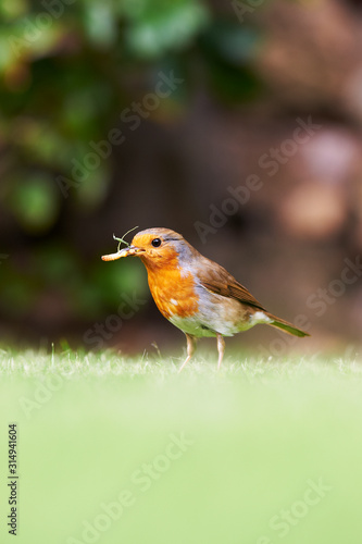 Robin Feeding in Garden 