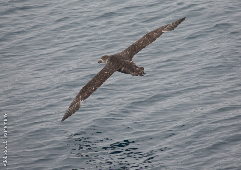 Southern Giant Petrel in flight over Southern Ocean Southern Giant Petrel in flight over Southern Ocean