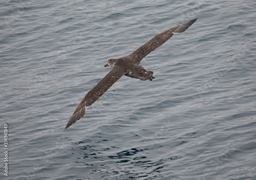 Southern Giant Petrel in flight over Southern Ocean
