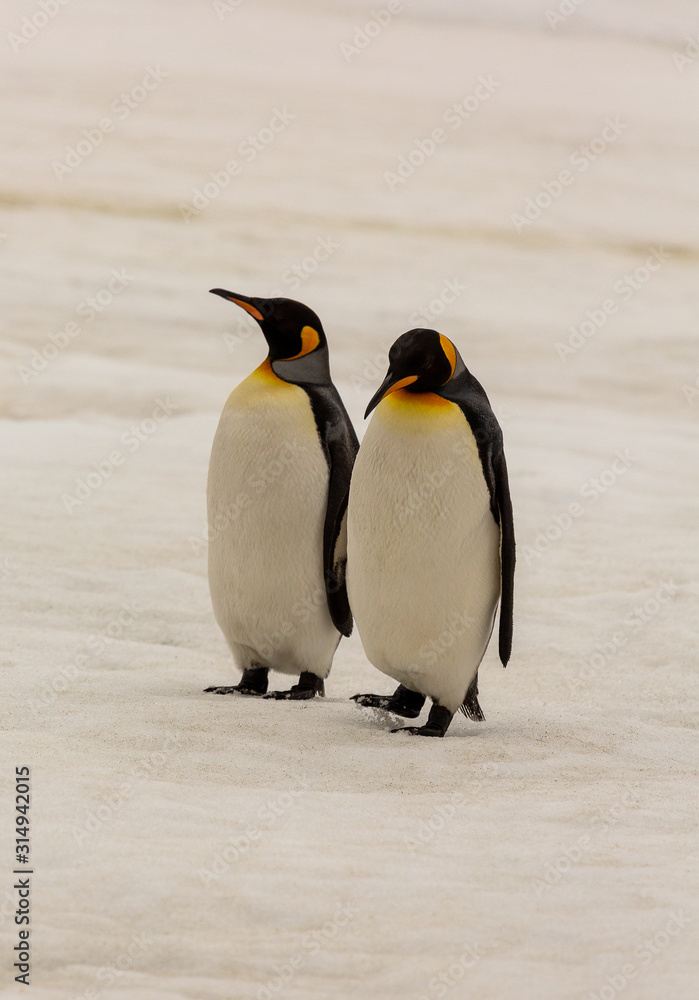 Fototapeta premium Foot tapping king penguin, South Georgia 