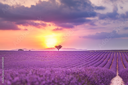 Lavender field in Provence. Plateau of Valensole. Sunset.