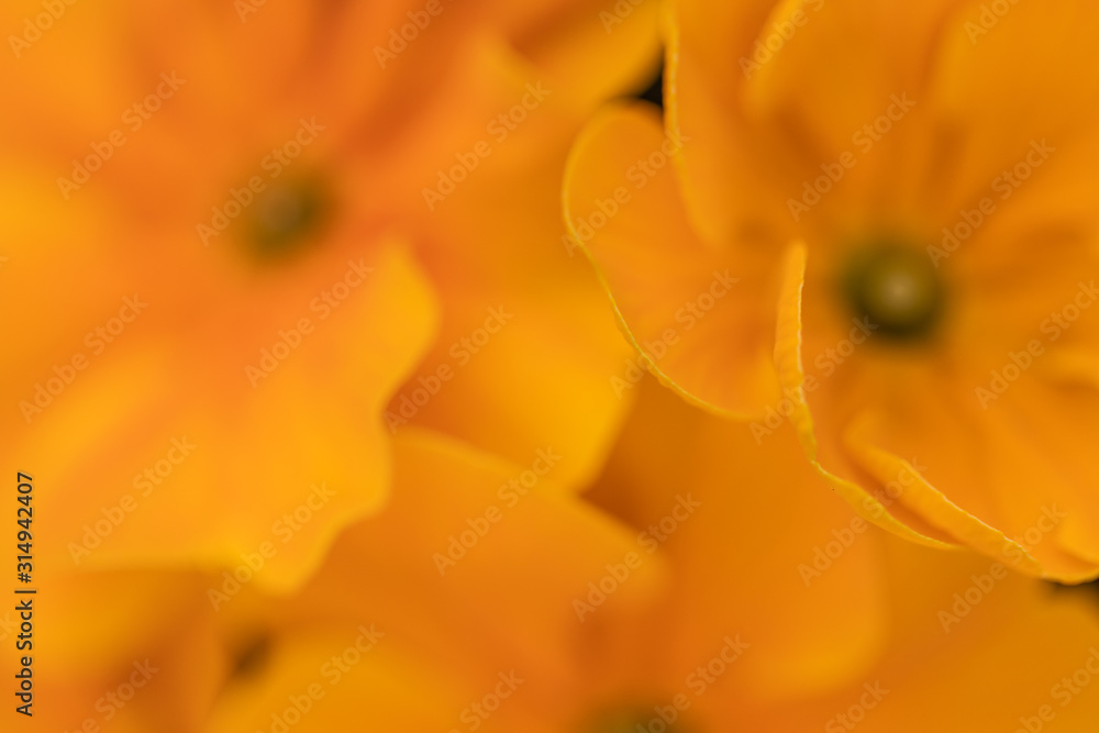 Artistic flower background. Spring summer yellow flower in soft sunlight, peaceful nature scenery. Petals in sunlight, bright floral closeup. Dramatic nature macro Artistic flower background. Spring summer yellow flower in soft sunlight, peaceful nature scenery. Petals in sunlight, bright floral closeup. Dramatic nature macro