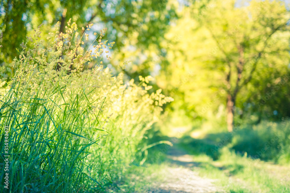Beautiful close up ecology nature landscape with meadow. Abstract grass background. Artistic and blurred bokeh nature meadow field, peaceful nature Beautiful close up ecology nature landscape with meadow. Abstract grass background. Artistic and blurred bokeh nature meadow field, peaceful nature