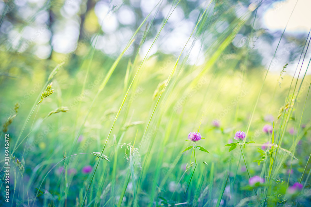 Beautiful close up ecology nature landscape with meadow. Abstract grass background. Artistic and blurred bokeh nature meadow field, peaceful nature