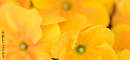 Artistic flower background. Spring summer yellow flower in soft sunlight  peaceful nature scenery. Petals in sunlight  bright floral closeup. Dramatic nature macro