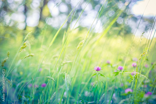 Beautiful close up ecology nature landscape with meadow. Abstract grass background. Artistic and blurred bokeh nature meadow field, peaceful nature