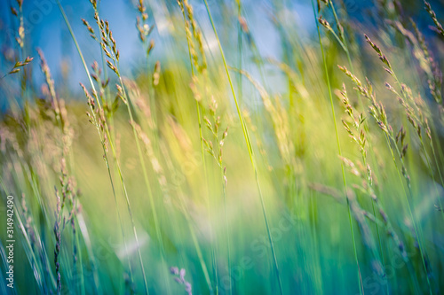 Beautiful close up ecology nature landscape with meadow. Abstract grass background. Artistic and blurred bokeh nature meadow field, peaceful nature