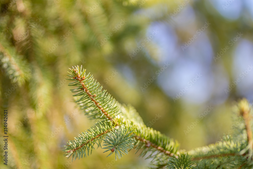 Nice fir branches. Close up. Wonderful background for your text. Christmas decoration. Winter holidays mood. Atmospheric still life. Creative layout made of Christmas tree branches. Nice fir branches. Close up. Wonderful background for your text. Christmas decoration. Winter holidays mood. Atmospheric still life. Creative layout made of Christmas tree branches.