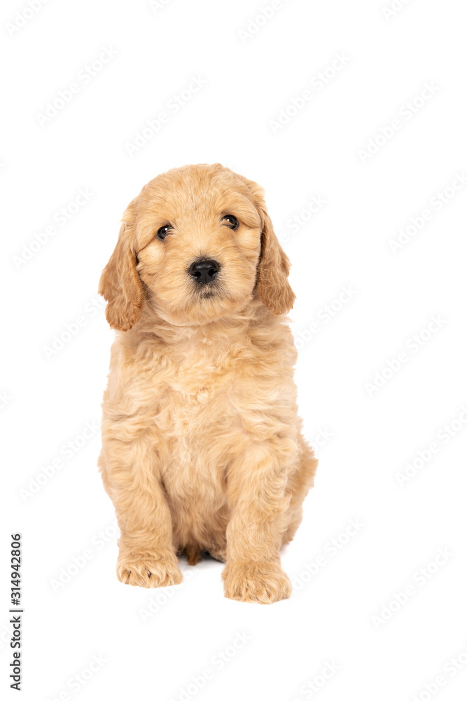 Cute labradoodle puppy sitting looking at the camera isolated on a white background with space for text Cute labradoodle puppy sitting looking at the camera isolated on a white background with space for text