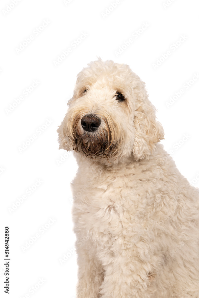 Adult labradoodle sitting looking at the camera isolated on a white background with space for text Adult labradoodle sitting looking at the camera isolated on a white background with space for text