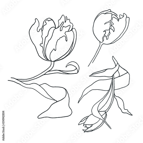 Tulip sketch illustration on a white background. Tulips set. Tulip flower line art. Minimalist contour drawing. One line artwork. Tulip hand drawn