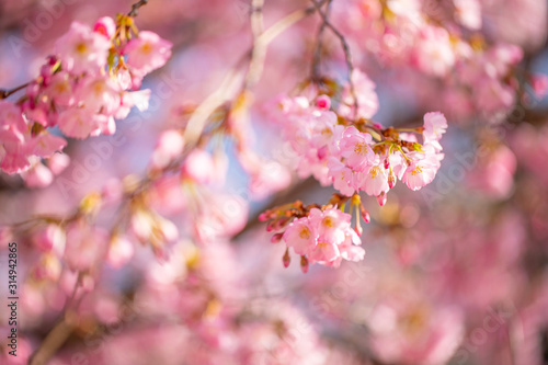 Spring nature background art, pink cherry blossom. Beautiful nature scene with blooming tree and sun flare. Easter Sunny day. Spring flowers. Beautiful orchard abstract blurred background. Springtime