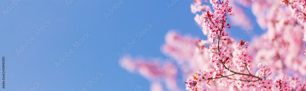 Fototapeta premium Fantastic spring nature banner background. Beautiful cherry blossom sakura in spring time over blue sky.