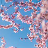 Cherry blossoms blooming in the blue sky. Beautiful spring flowers, pink cherry blossoms on blue sky background. Idyllic nature photo