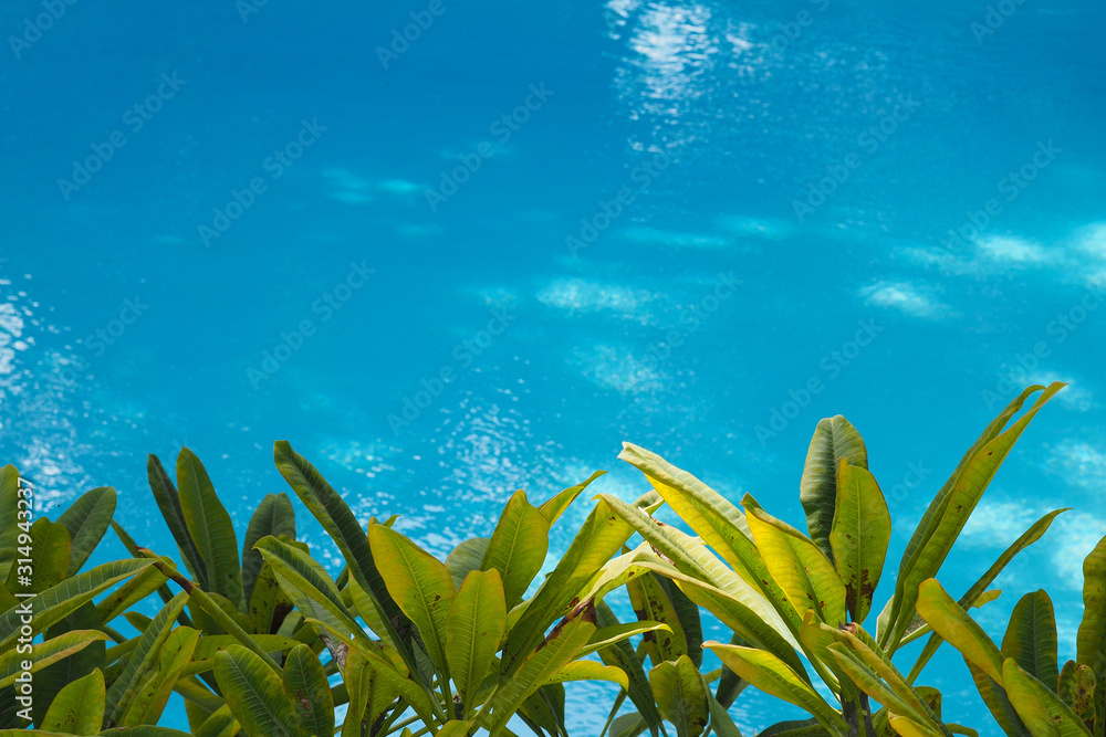Naklejka premium Swimming pool and garden. place for text. Selective focus.